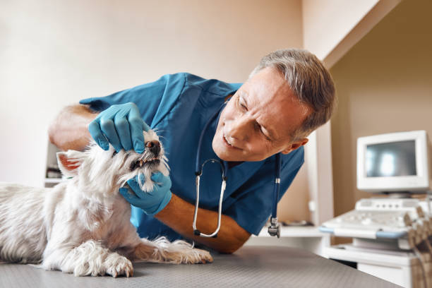 Best Emergency Treatment for Dental Infections or Abscesses in Boone, IA